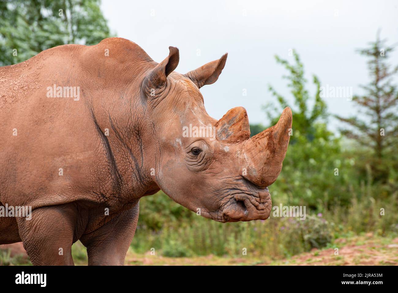 Rinoceronti bianchi meridionali al Safari Zoo, Cumbria, Regno Unito Foto Stock