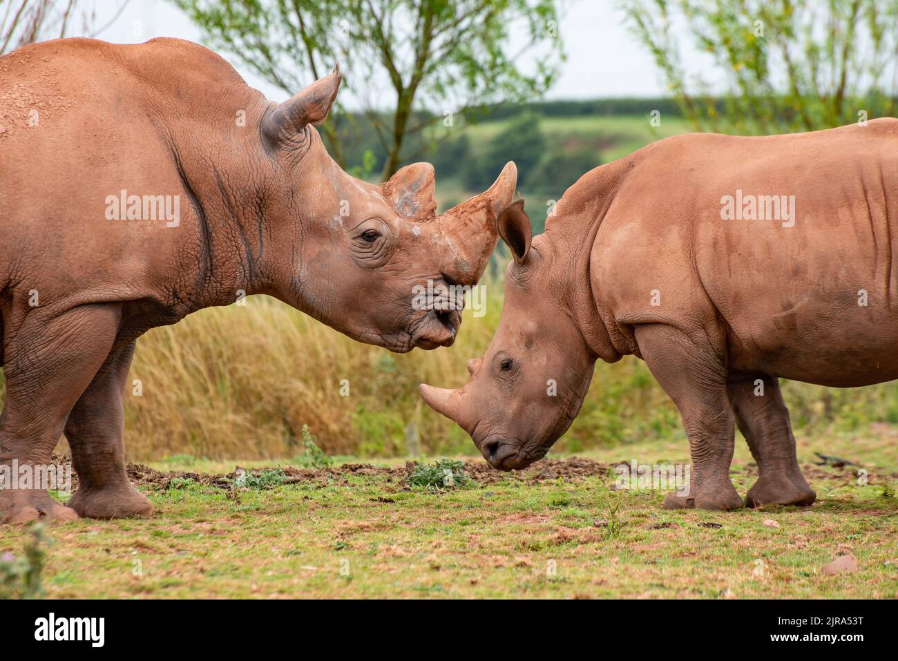 Rinoceronti bianchi meridionali al Safari Zoo, Cumbria, Regno Unito Foto Stock
