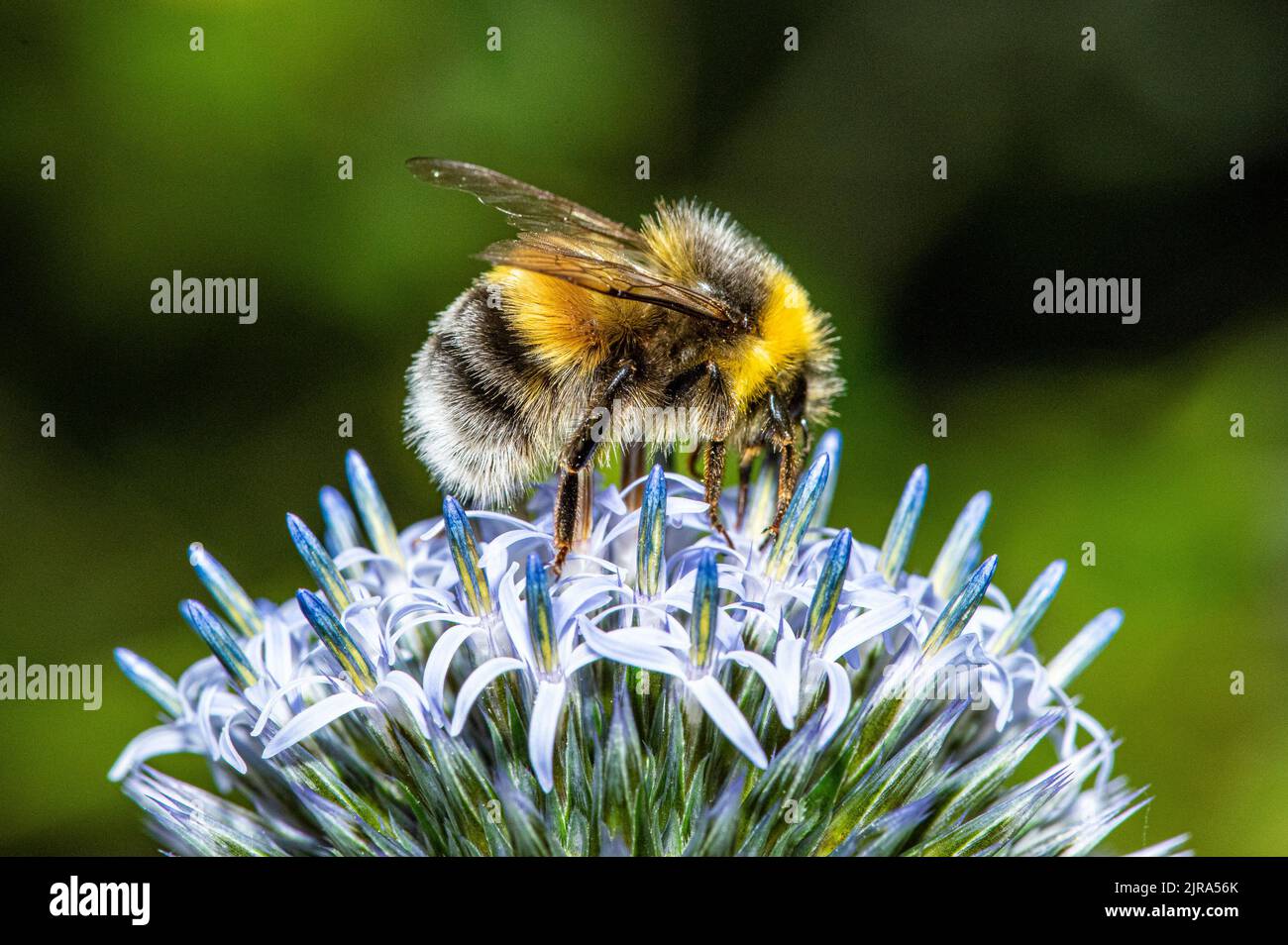Un bumblebee dalla coda bianca su fiore di alium, Chipping, Preston, Lancashire, Regno Unito Foto Stock