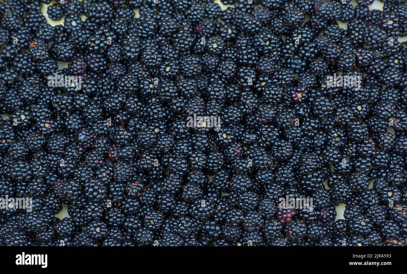 Primo piano di more selvatiche, Arnside, Milnthorpe, Cumbria, Regno Unito Foto Stock