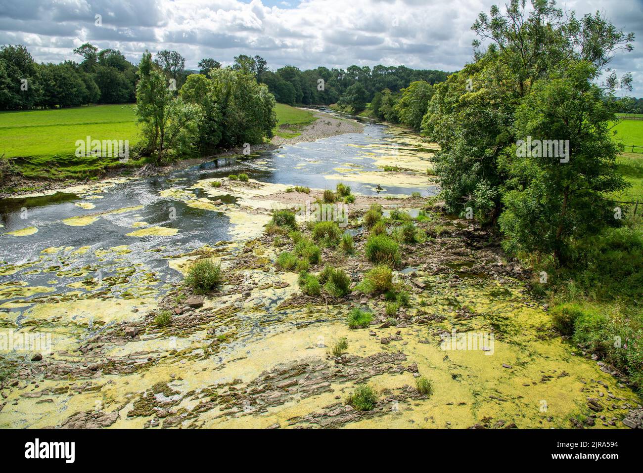 Alghe e alghe che colpiscono il fiume Ribble a Mitton, Clitheroe, Lancashire, Regno Unito. Foto Stock