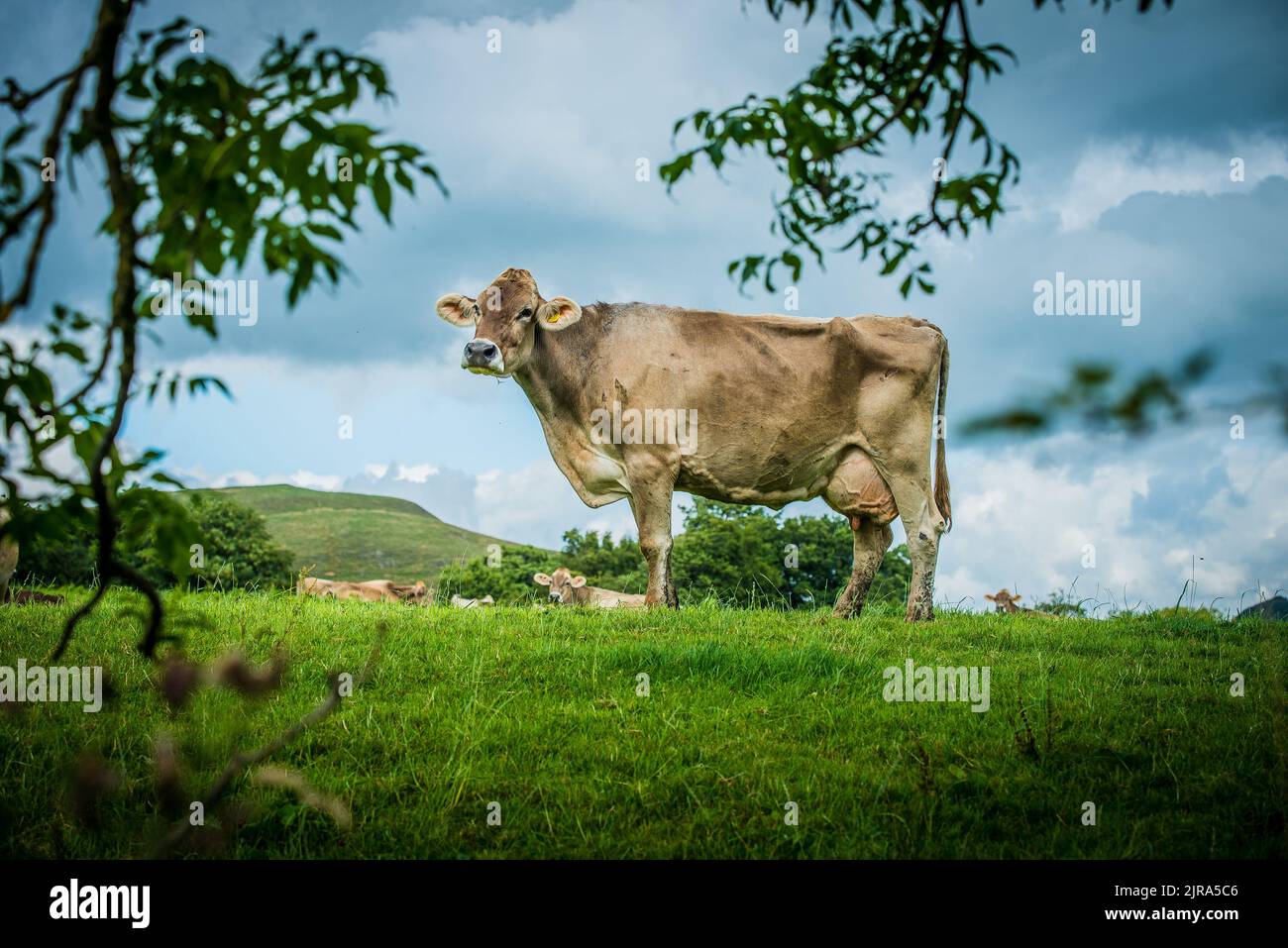 Mucche svizzere marroni Whitewell, Clitheroe, Lancashire, UK. Foto Stock