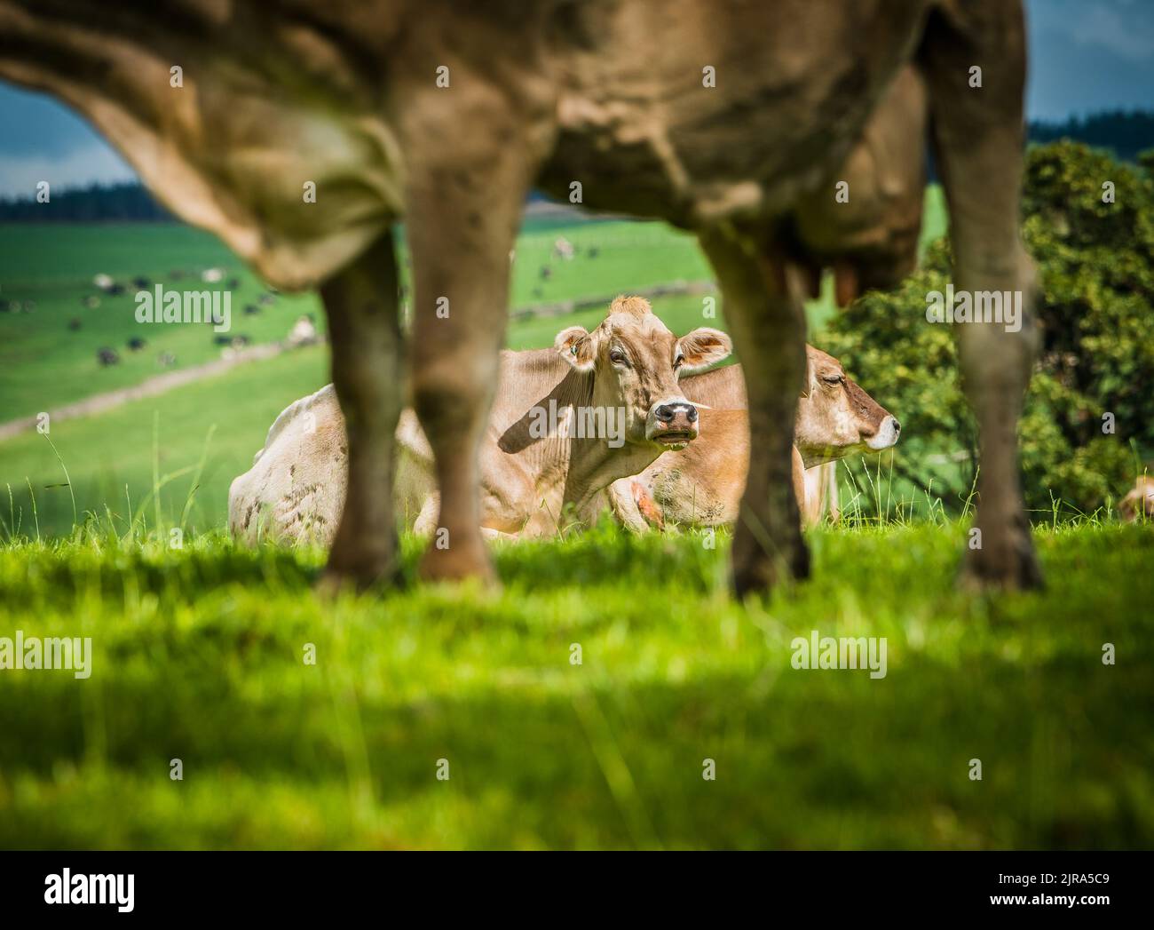 Mucche svizzere marroni Whitewell, Clitheroe, Lancashire, UK. Foto Stock