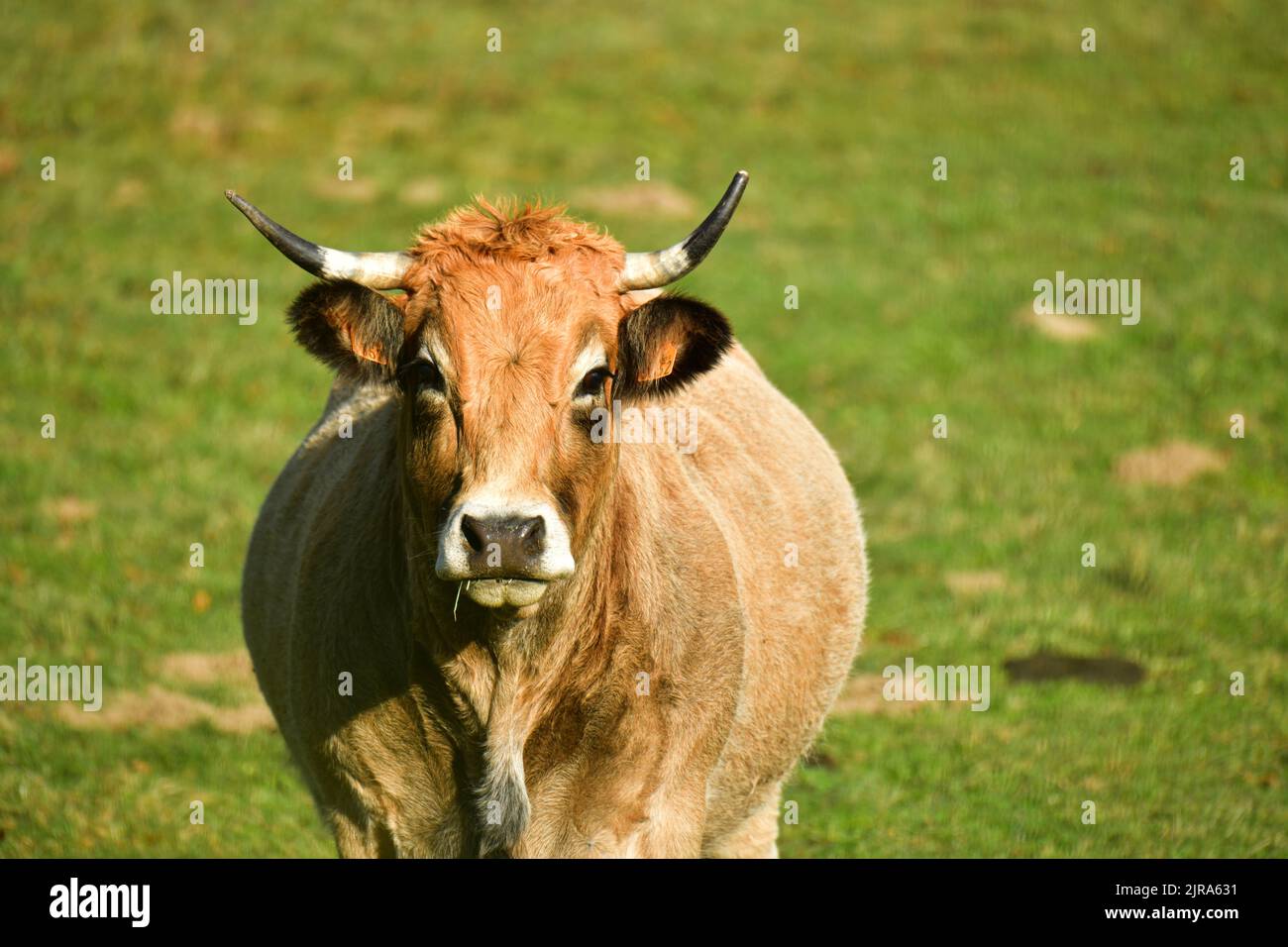 Dipartimento dell'alta Loira (43): Vacca Aubrac Foto Stock