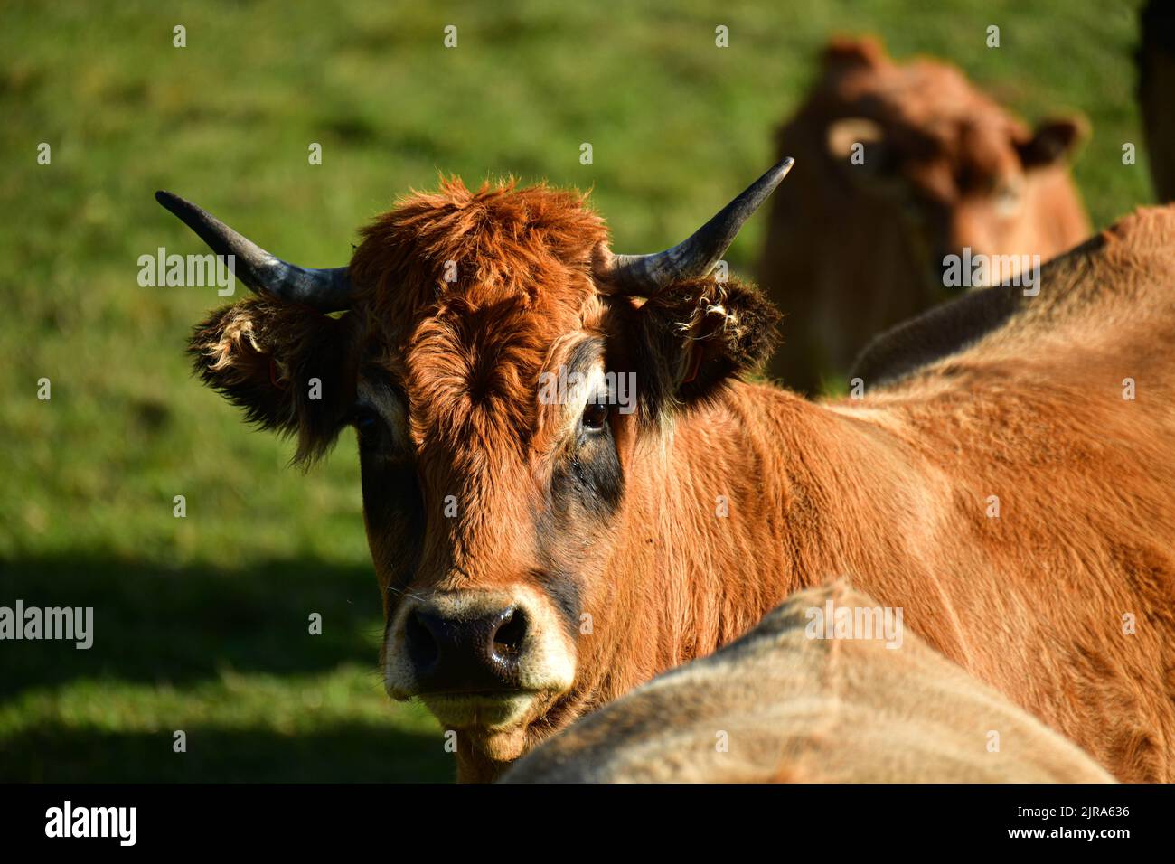 Dipartimento dell'alta Loira (Francia centro-meridionale): Mucche Aubrac, bovini. Vista frontale di una mucca tra le altre Foto Stock
