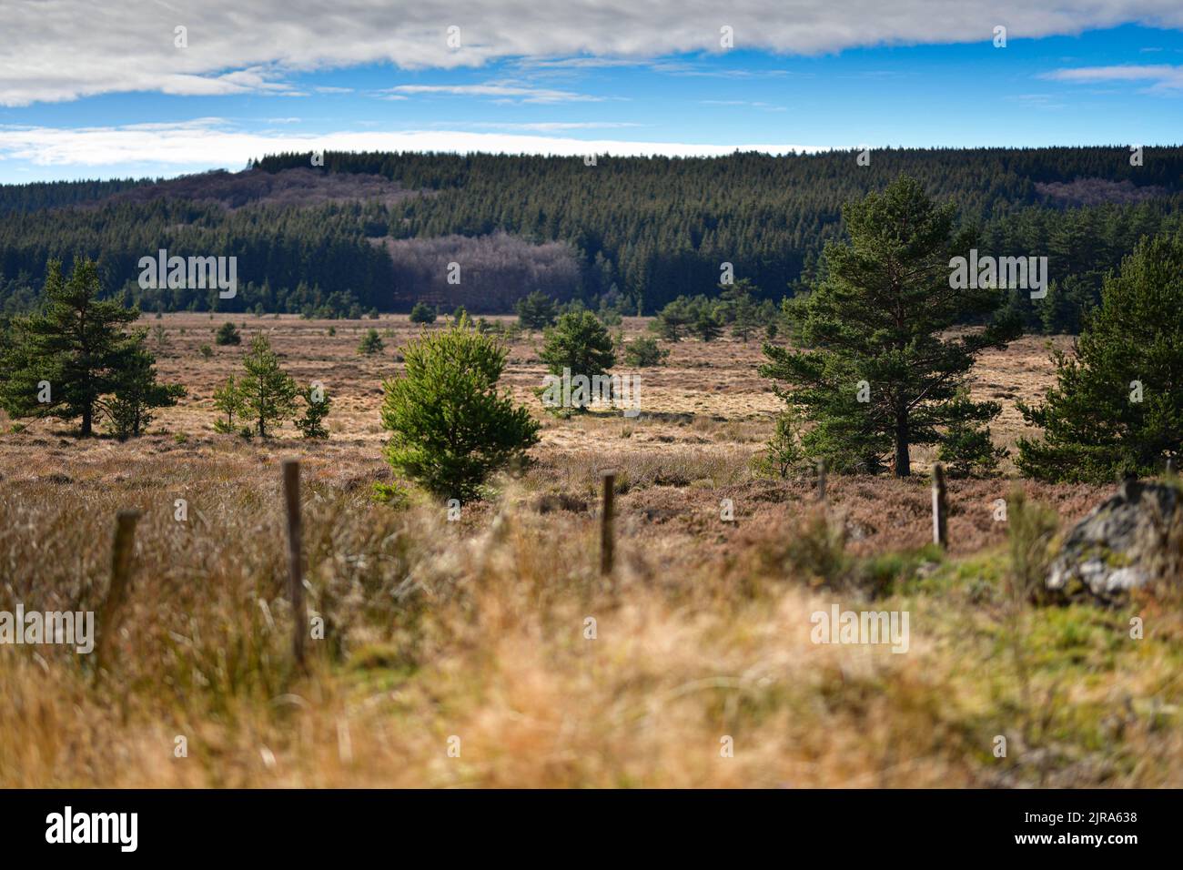 Chanaleilles (sud della Francia): Paesaggio della regione montuosa della Margeride ben noto per le sue nane (Betula nana) che crescono fino a 1–1,2 Met Foto Stock