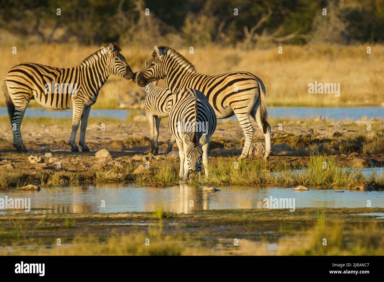 Zebra herd, Burchells Zebras (Equus burchellii) osservando e alimentando allo stesso tempo ad una buca d'acqua. Parco Nazionale di Etosha, Namibia, Africa Foto Stock