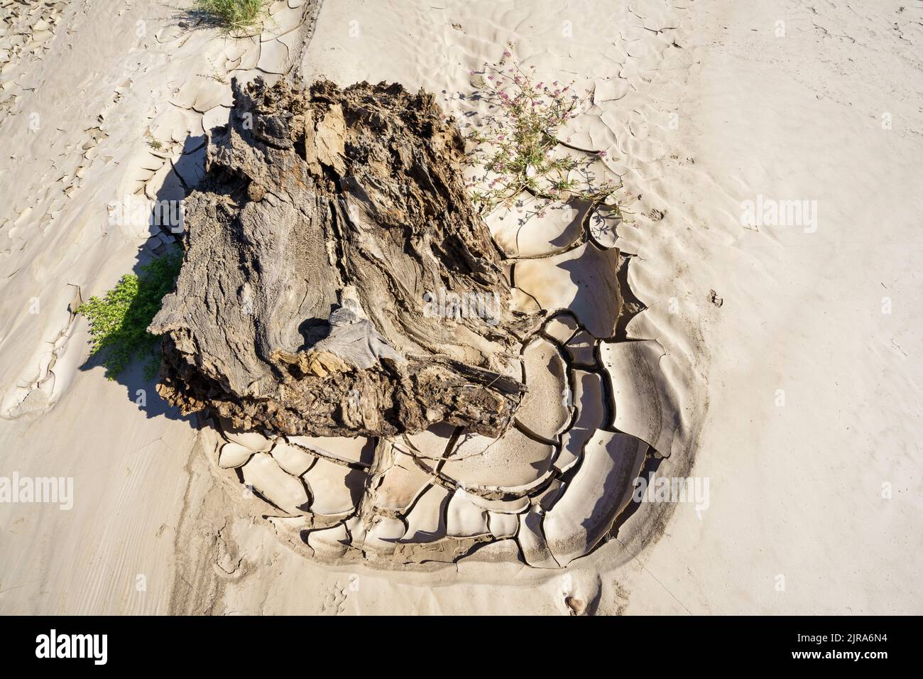 Immagine simbolica, speranza, ambiente, cambiamento climatico, pezzo morto di legno all'interno di modelli di letto di fiume secco. Fiume Swakop, Namibia, Africa Foto Stock