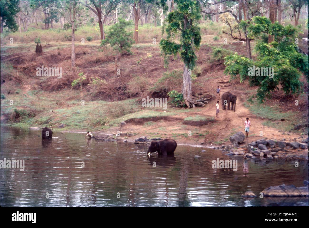 Gli elefanti vengono bagnati al lago di Mudumalai, Tamil Nadu, India Foto Stock