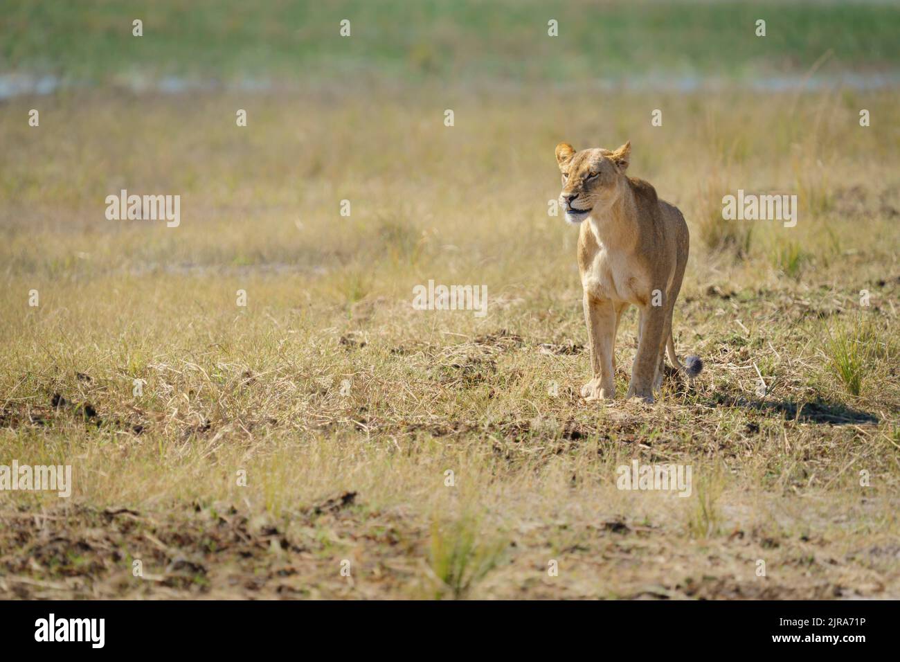 Preda di stalking di Lioness. Parco Nazionale di Chobe, Botswana Foto Stock