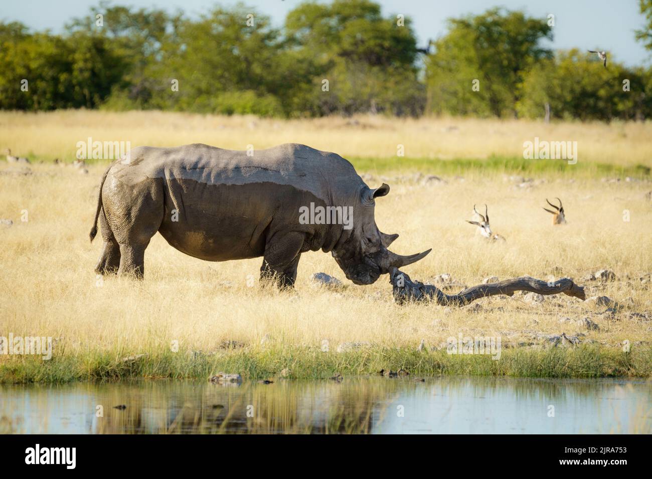 Bianco rhino che sfrega corno sul tronco morto dell'albero. Parco Nazionale di Etosha, Namibia Foto Stock