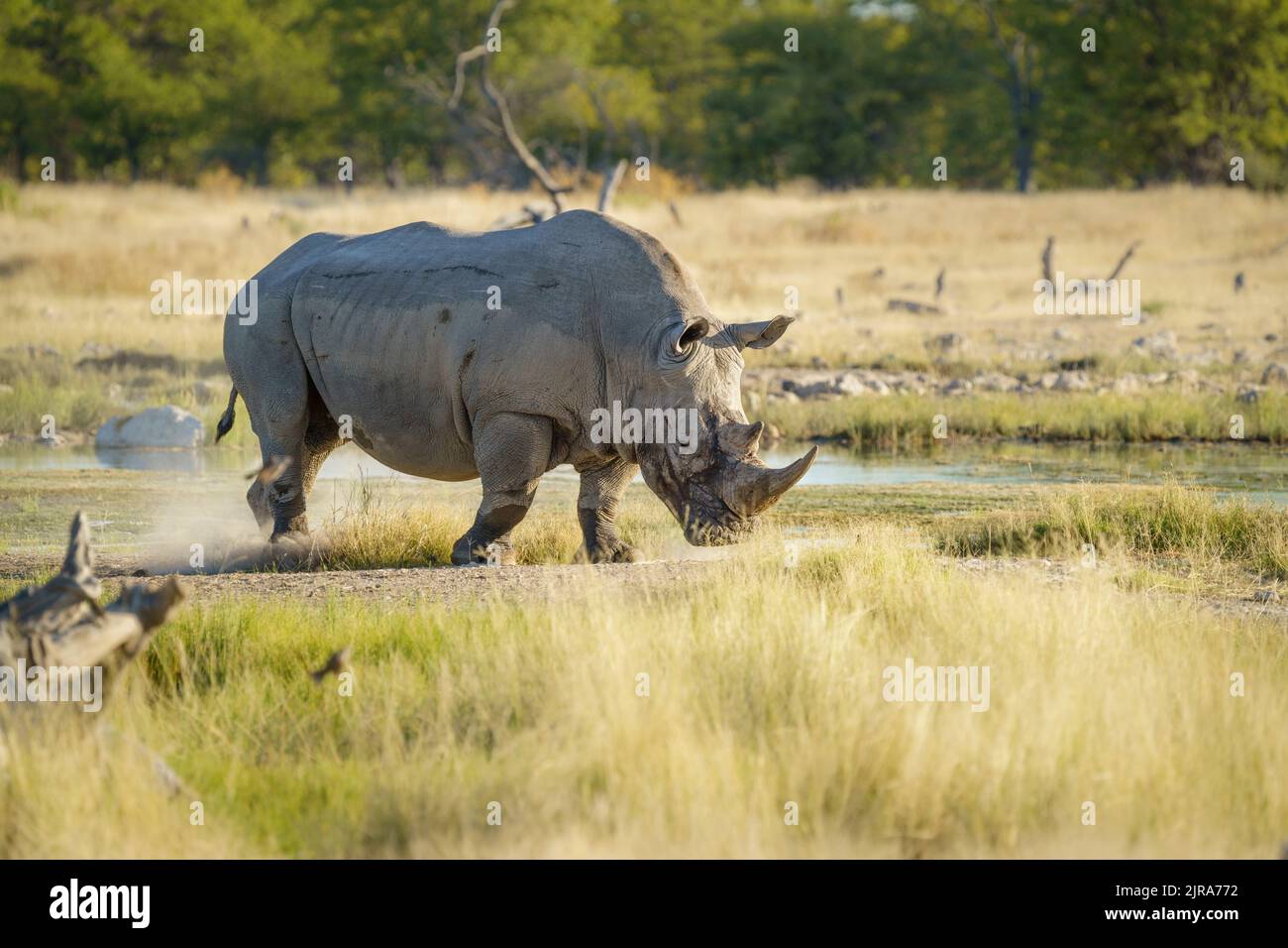Rinoceronte bianco che pascola di fronte alla buca d'acqua. Parco Nazionale di Etosha, Namibia Foto Stock
