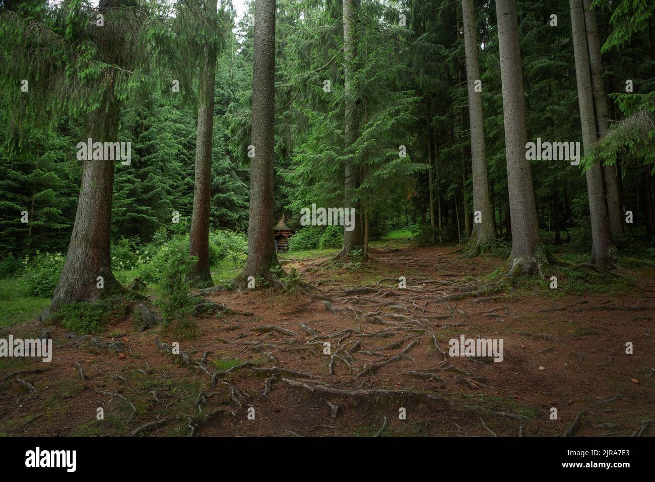 bellissimo paesaggio con una piccola cascata in una foresta con terreno in pietra Foto Stock