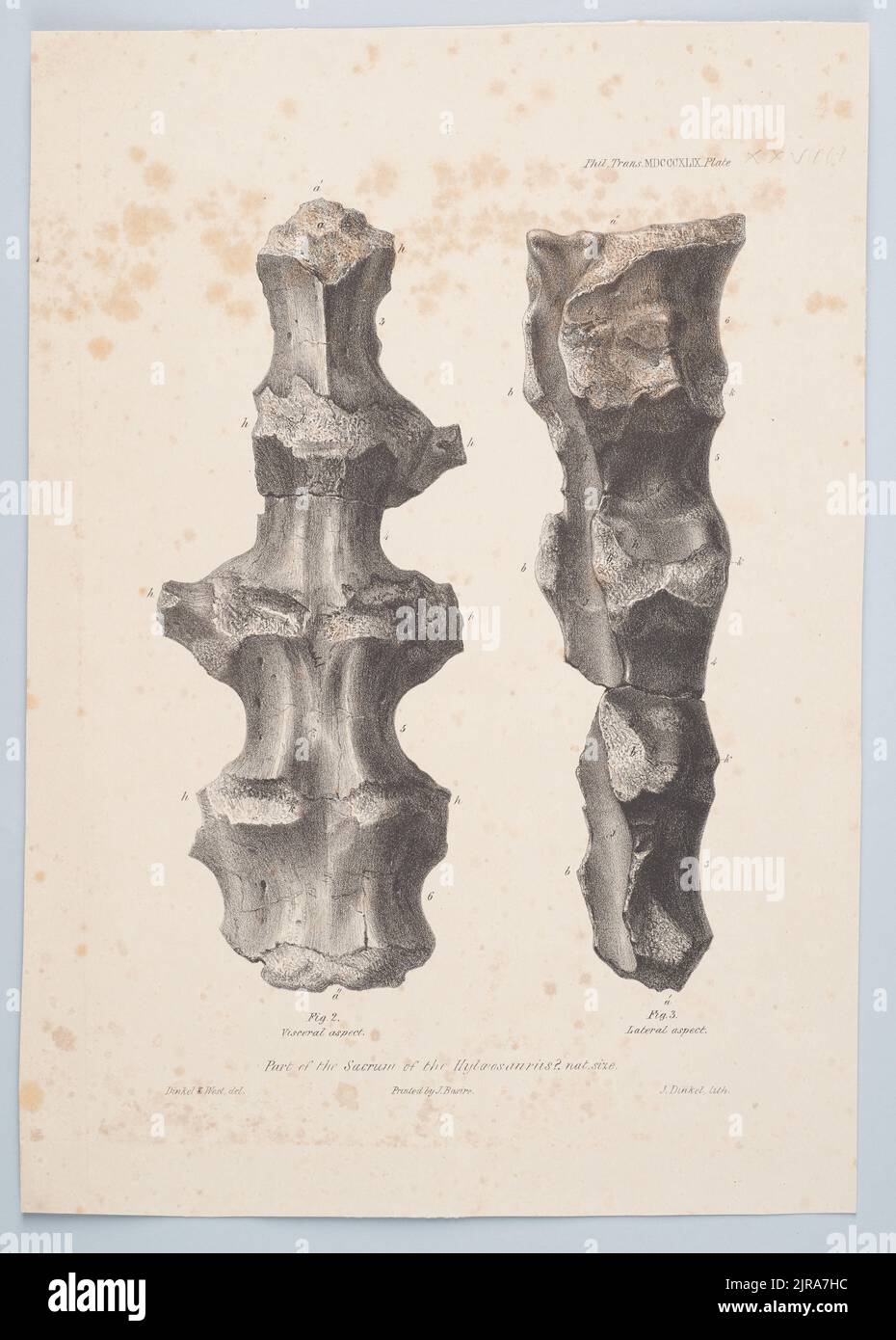 Parte del Sacrum of the Hyleoesauris., 1849, di Joseph Dinkel, James Basire, West. Foto Stock