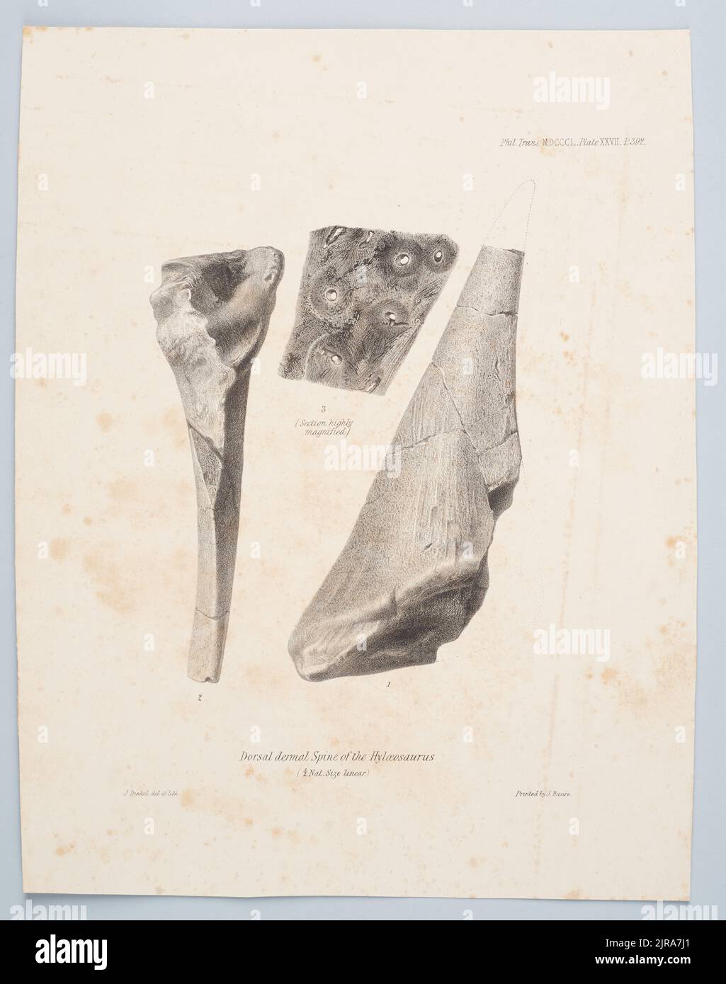 Colonna dermica dorsale dell'Hyloeosaurus, 1850, di Joseph Dinkel, James Basire. Foto Stock
