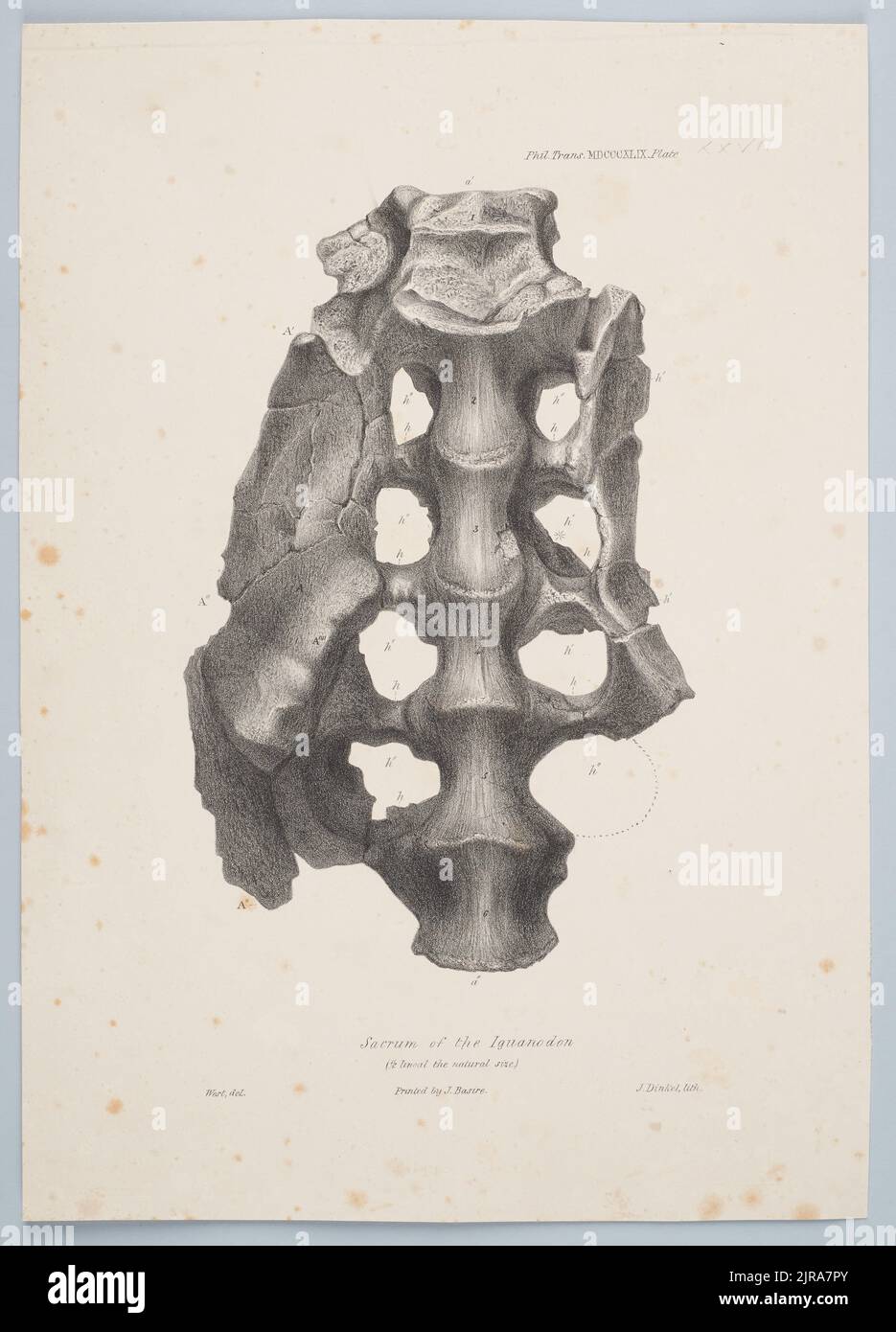 Sacrum of the Iguanodon, 1849, di Joseph Dinkel, James Basire, West. Foto Stock