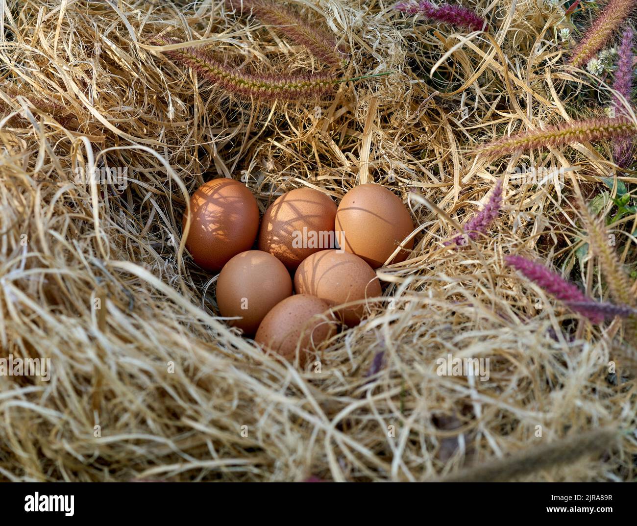 Uova fresche di gamma libera in un nido di galline. Foto Stock