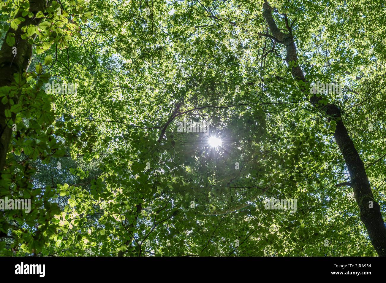 Il sole filtra attraverso i rami di alti faggi della Riserva Naturale Acquerino Cantagallo Foto Stock