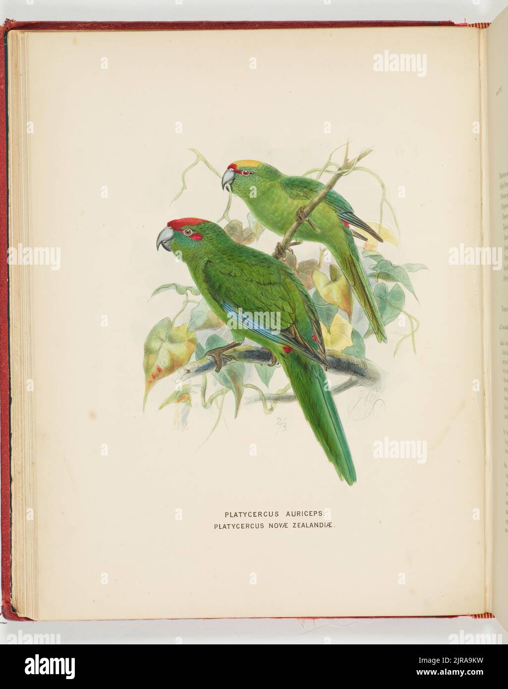 Platycercus auriceps, Platycercus nove Zealandiae. Piastra 7. Dal libro Una storia degli uccelli della Nuova Zelanda., 1873, di Johannes Keulemans. Foto Stock