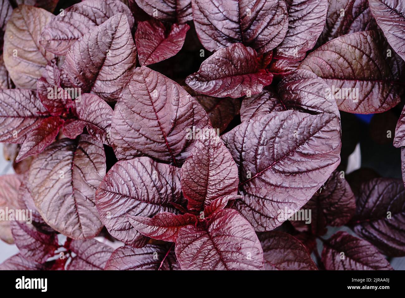 Spinaci rossi foglie di Amaranto fresche che crescono in vaso, fuoco selettivo Foto Stock