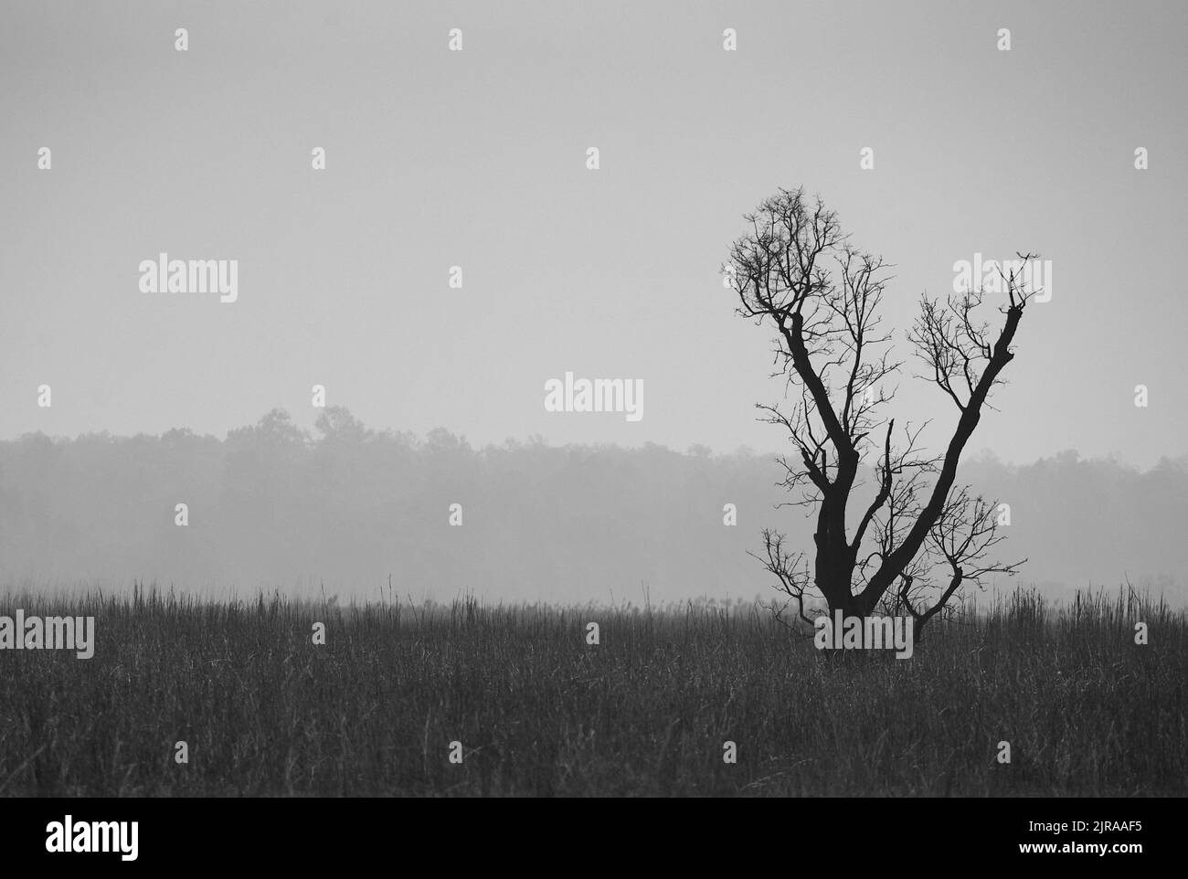 Albero solitario, Parco Nazionale di Dudhwa, India. Foto Stock