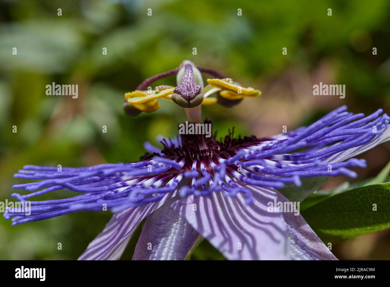 Fotografia di una varietà di Viola Haze Passione fiore (Passiflora punctata). Foto Stock