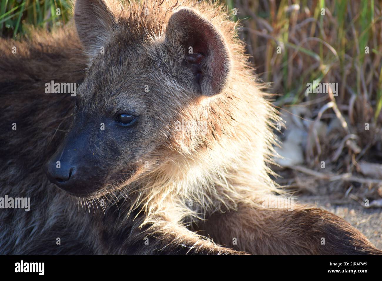 Fango spruzzato hyena luccicante nel calore del sole, mentre tenere d'occhio il veicolo riflesso nei suoi occhi Foto Stock