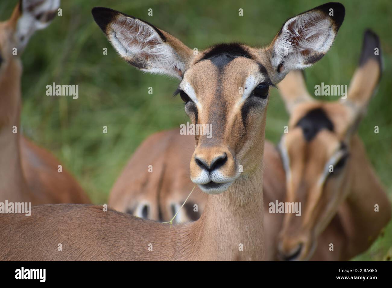 Un impala allerta con un pezzo di pranzo che esce dalla bocca, in mezzo alla mandria. Foto Stock