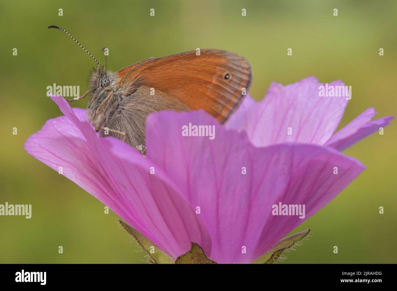 Farfalla arancione su sfondo verde Foto Stock