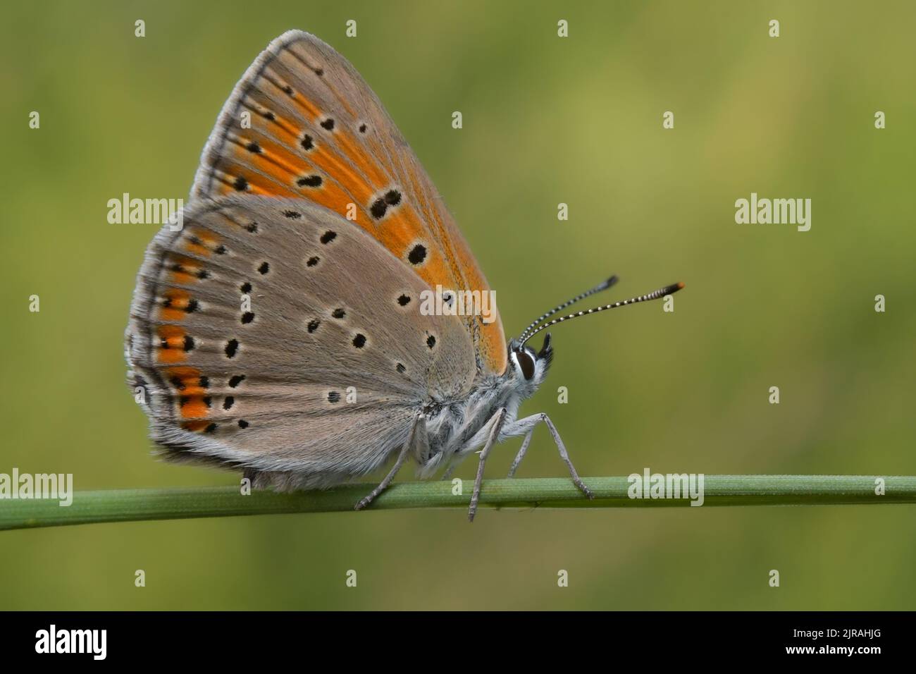 Farfalla arancione su sfondo verde Foto Stock