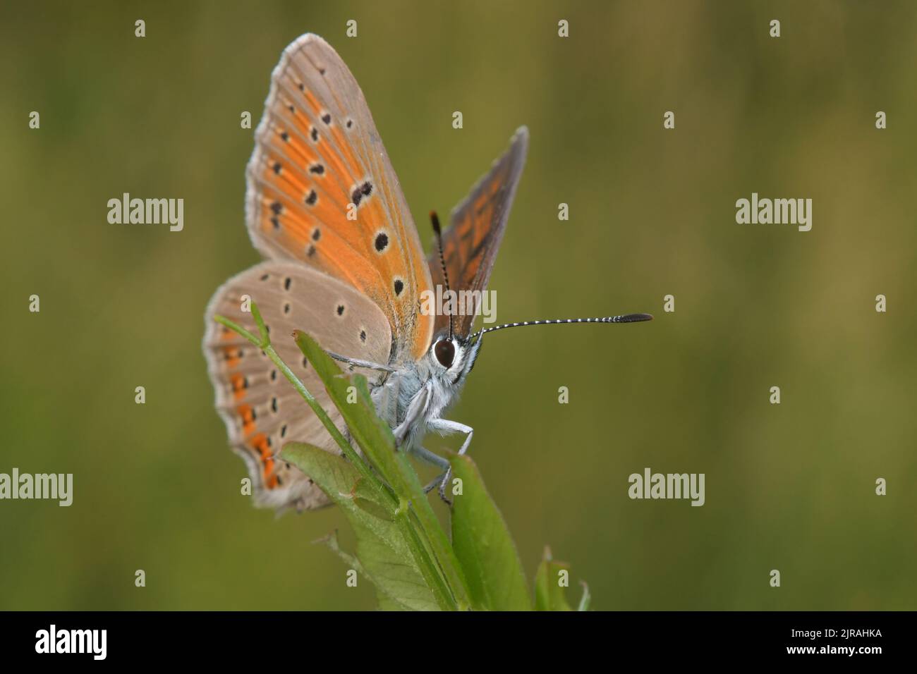 Farfalla arancione su sfondo verde Foto Stock