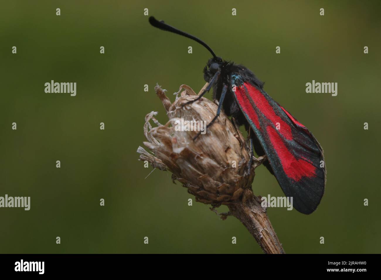 Farfalla rossa nera su sfondo verde Foto Stock