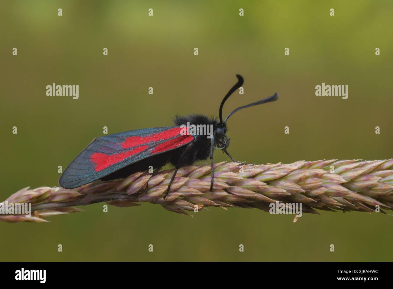 Farfalla rossa nera su sfondo verde Foto Stock