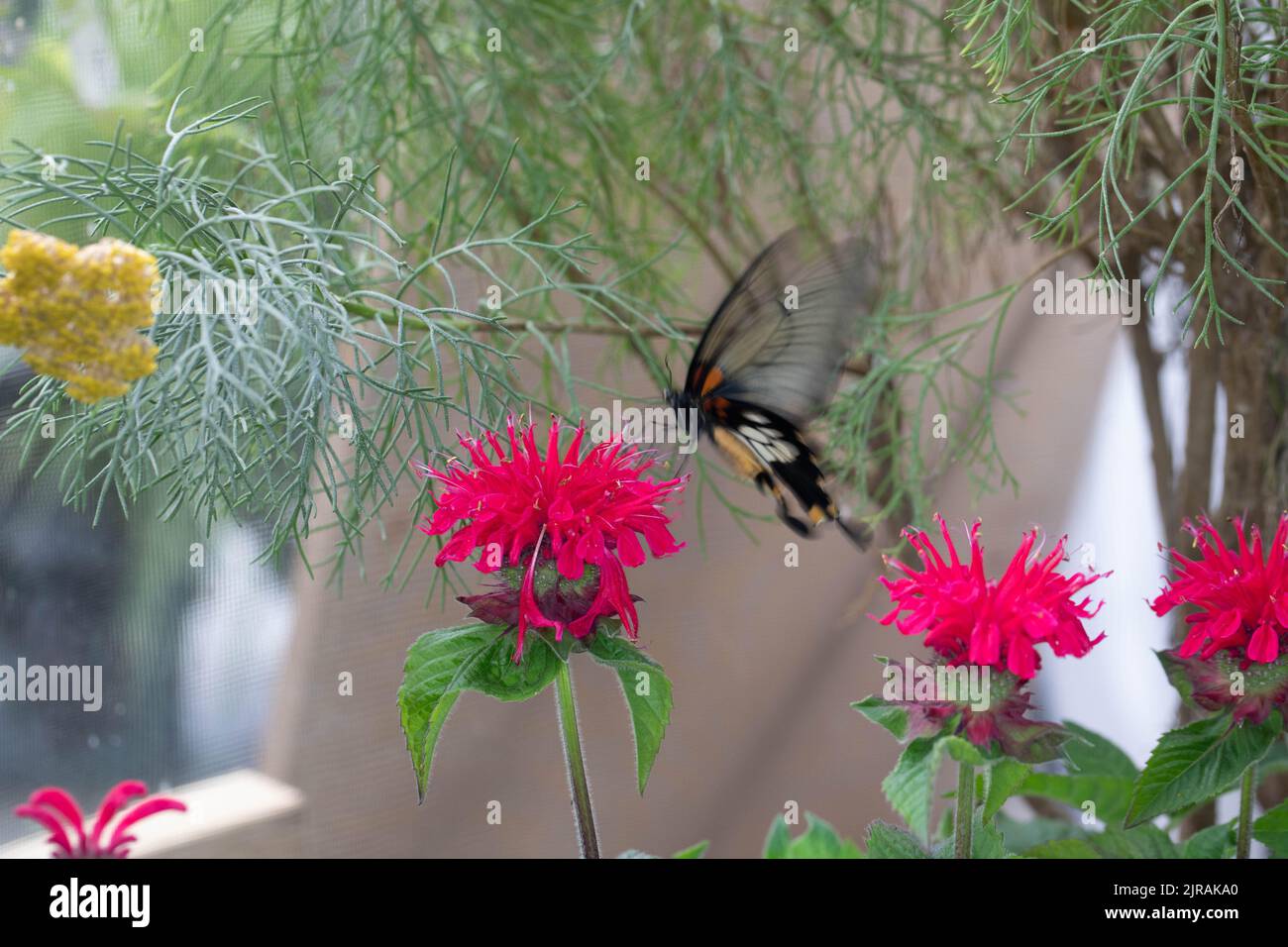 farfalla esotica colorata sui fiori Foto Stock