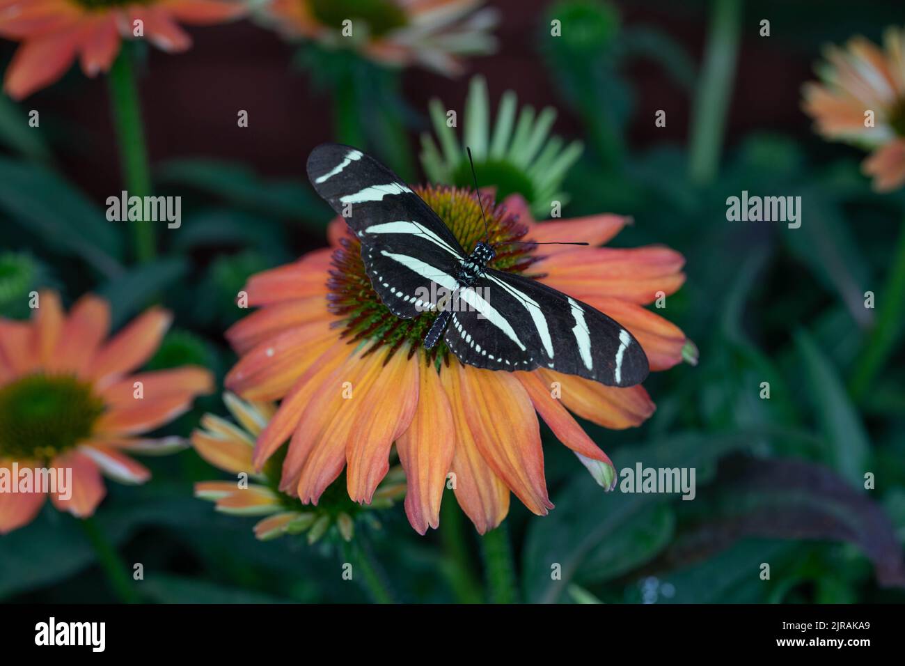 farfalla esotica colorata sui fiori Foto Stock