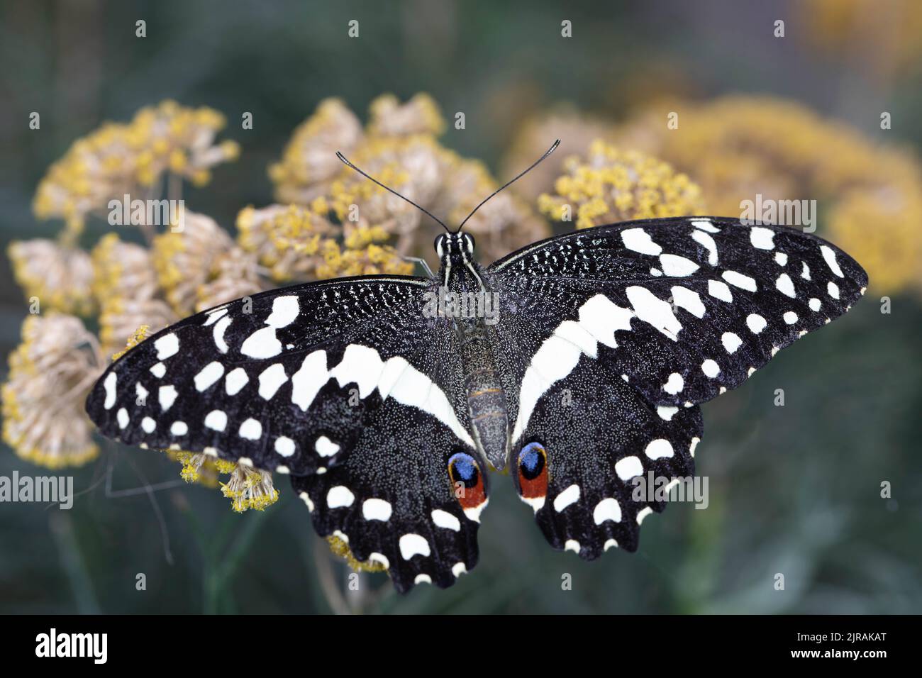 farfalla esotica colorata sui fiori Foto Stock