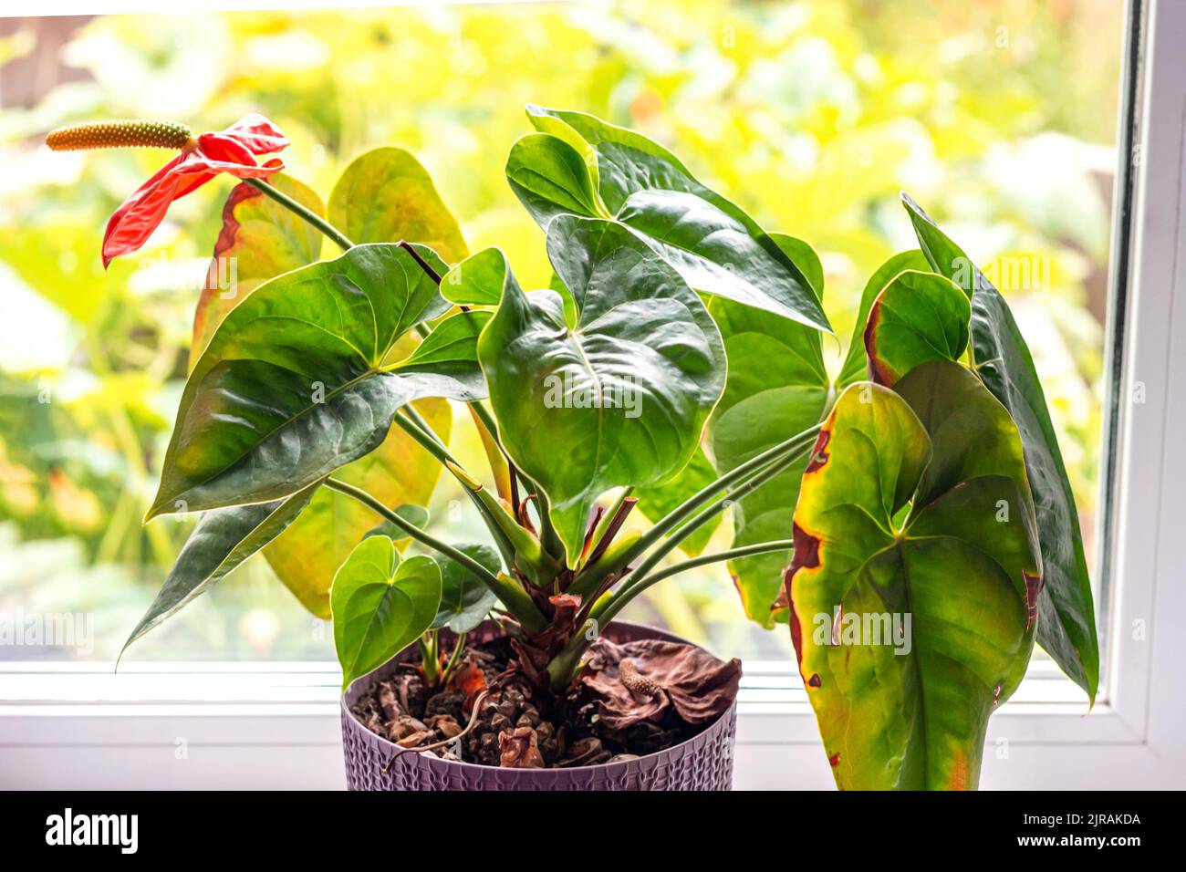 Lascia malattie di Anthurium. Le foglie hanno macchie marroni e asciutte. Faro a balestra o spot a balestra. Problemi di pianta indoor. Cura impropria. Foto Stock