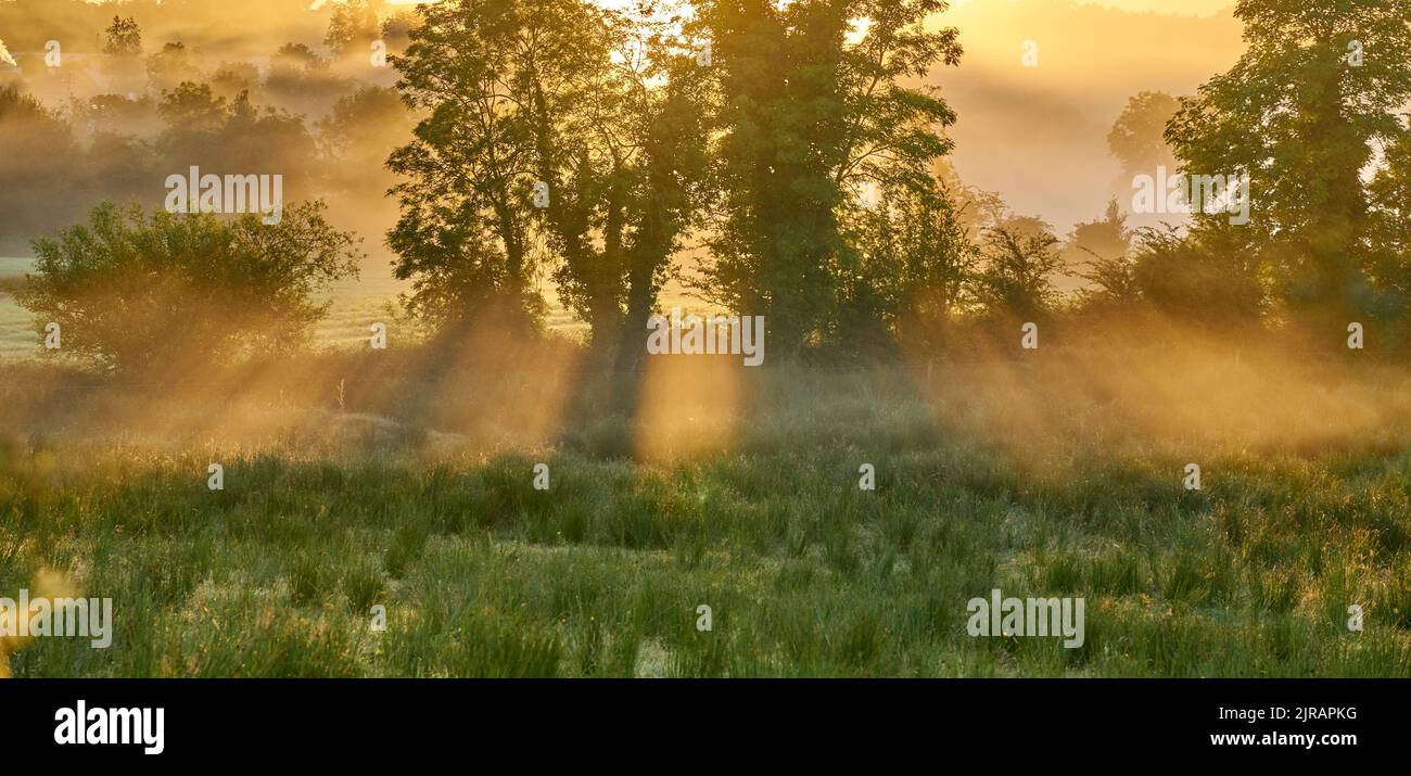 Un'alba magica attraverso un albero in una mattina nebbiosa in Irlanda. Foto Stock