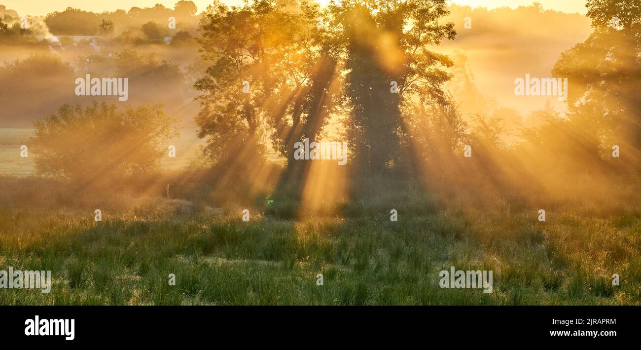 Un'alba magica attraverso un albero in una mattina nebbiosa in Irlanda. Foto Stock