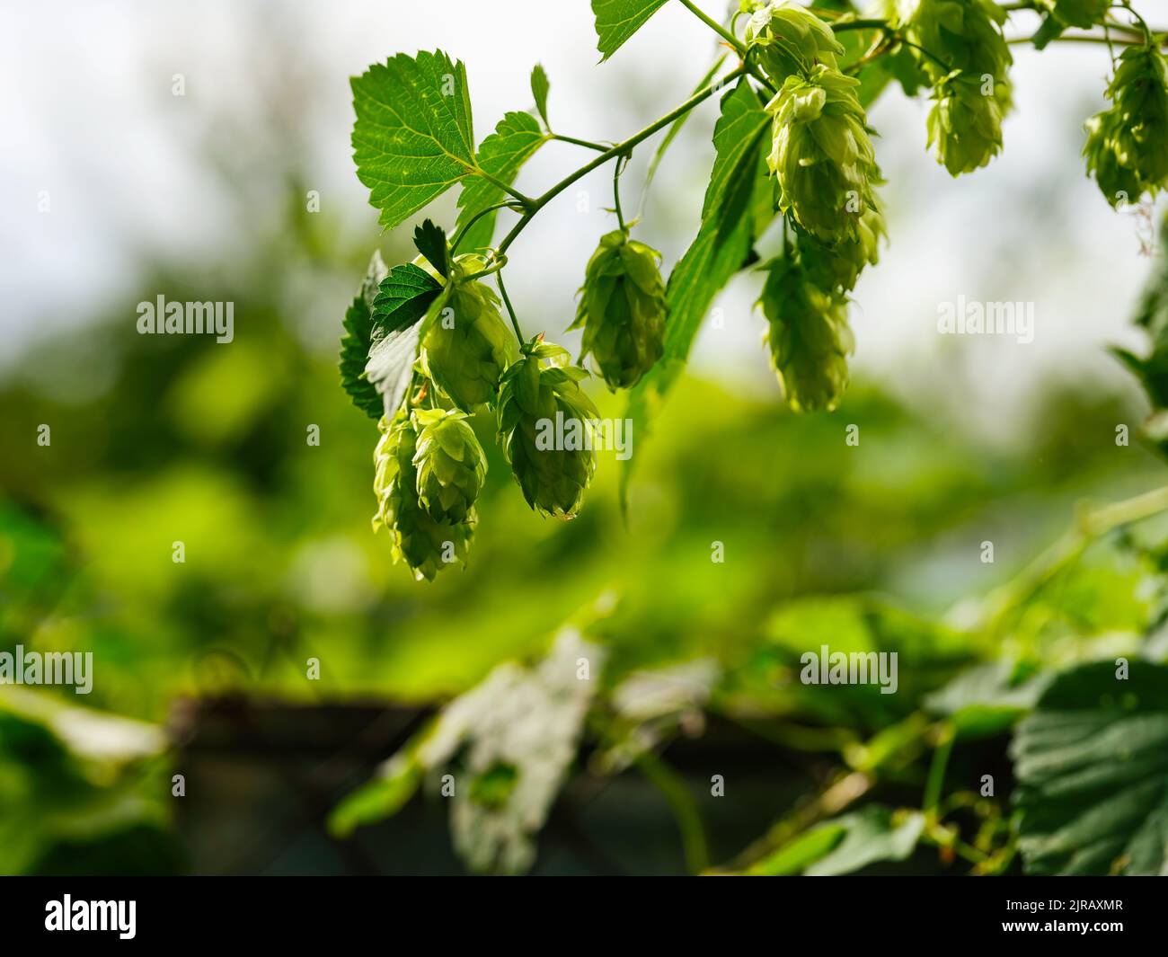 Un primo piano di coni Wild Hops in natura (Humulus lupulus) Foto Stock