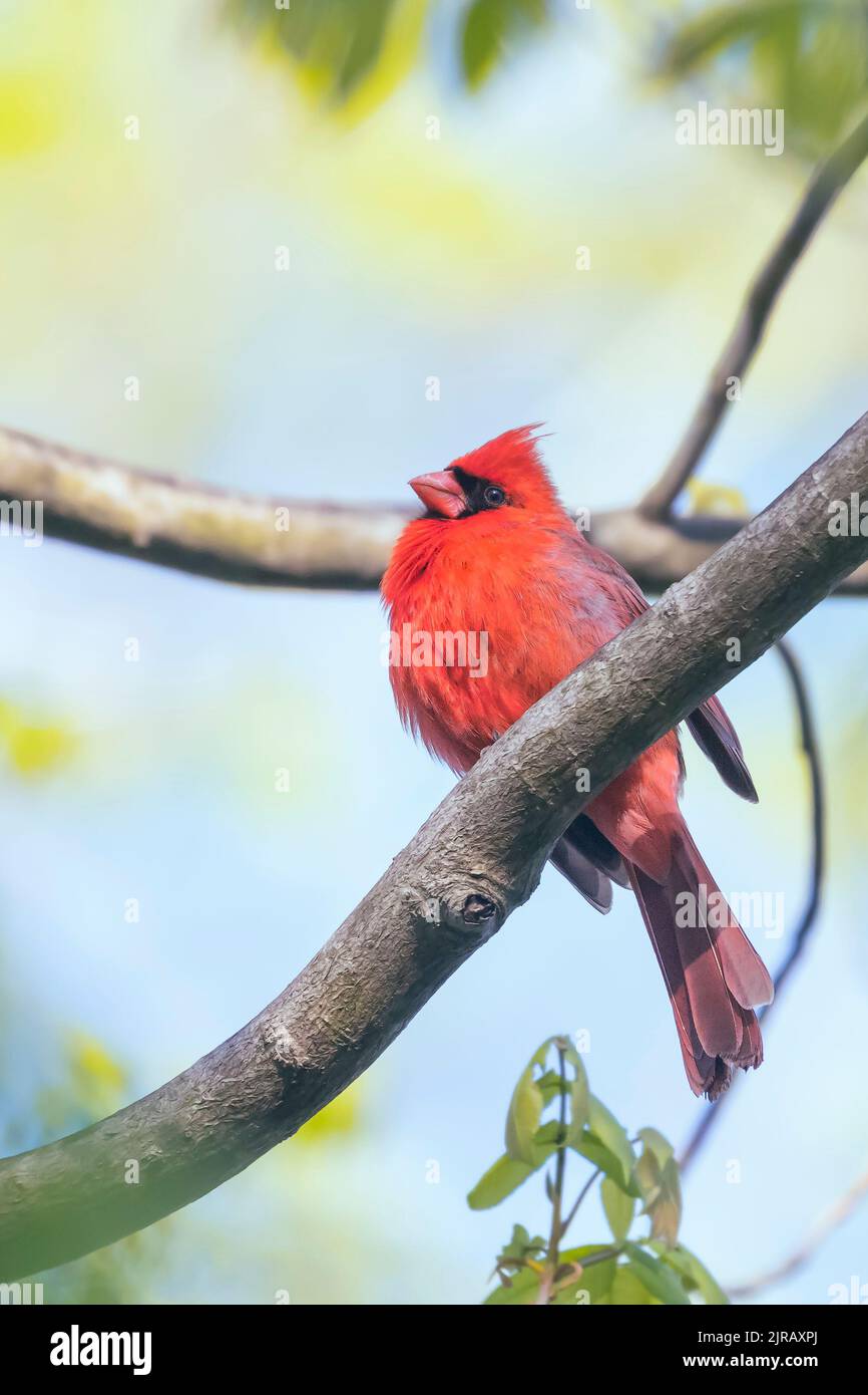 Cardinale settentrionale maschile (Cardinalis cardinalis) seduto su un ramo di albero. Chesapeake e Ohio Canal National Historical Park. Maryland. STATI UNITI Foto Stock