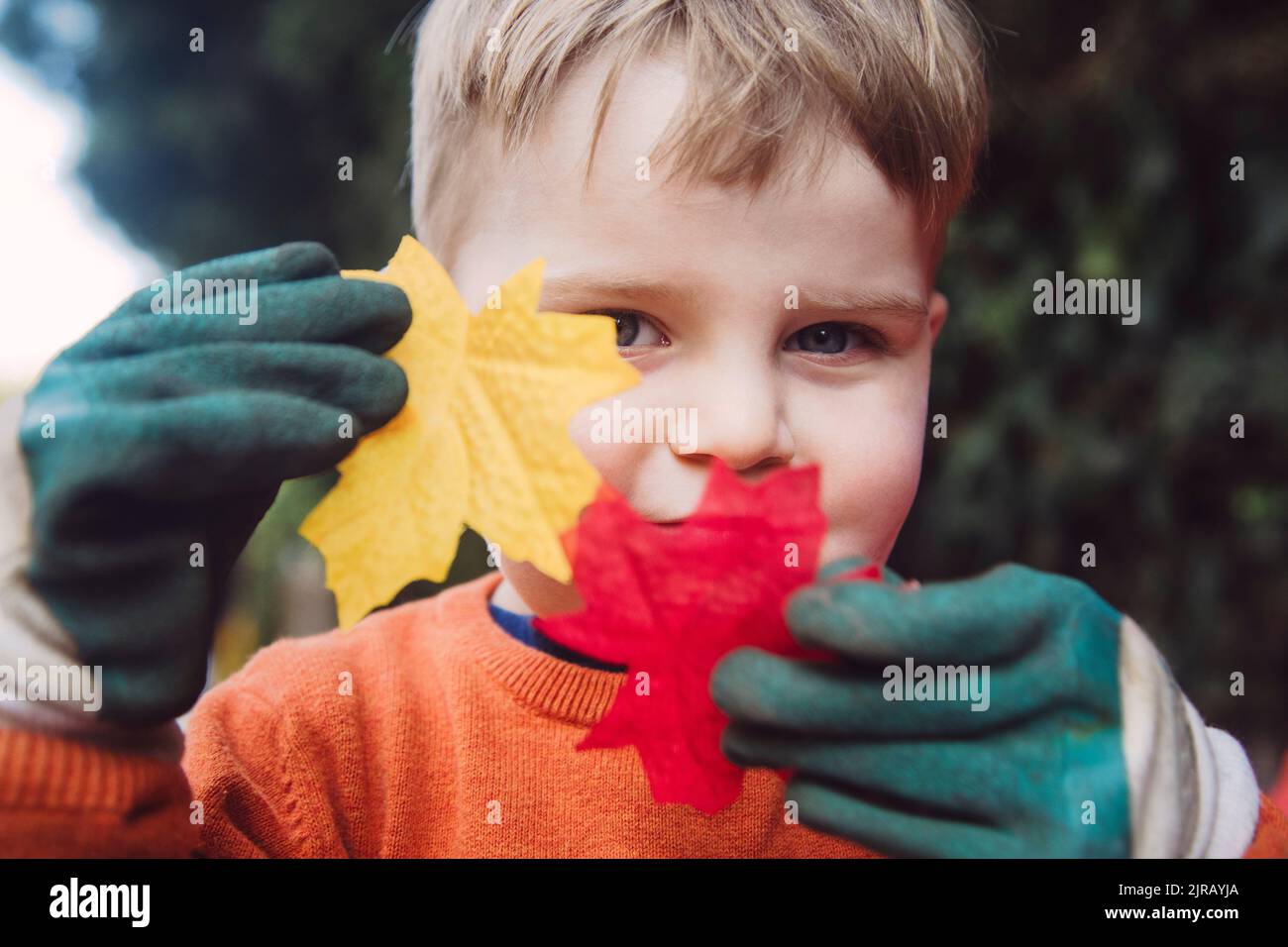 Ragazzo che indossa guanti e sbirciare dalle foglie di acero Foto Stock