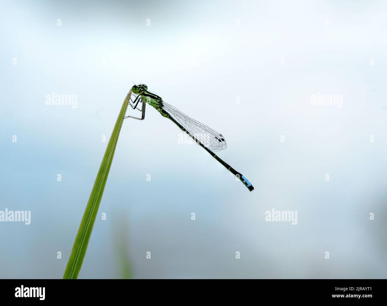 Un primo piano di una damselfly azzurro femminile, Coenagrion puella. Foto Stock