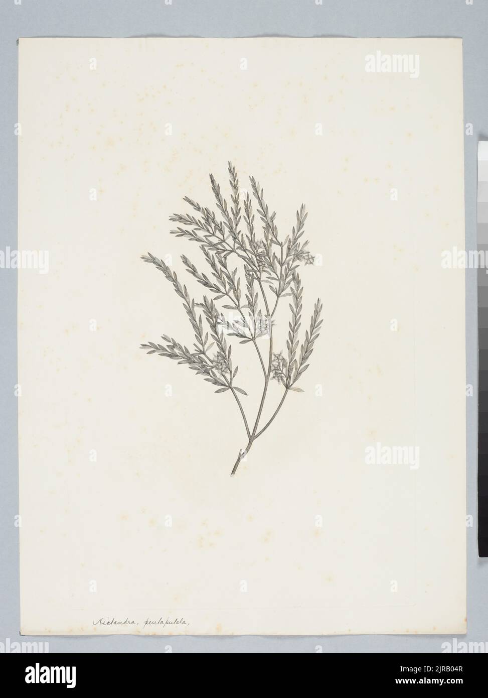 Melaleuca thymifolia Smith, di Sydney Parkinson. Dono del British Museum, 1895. Foto Stock