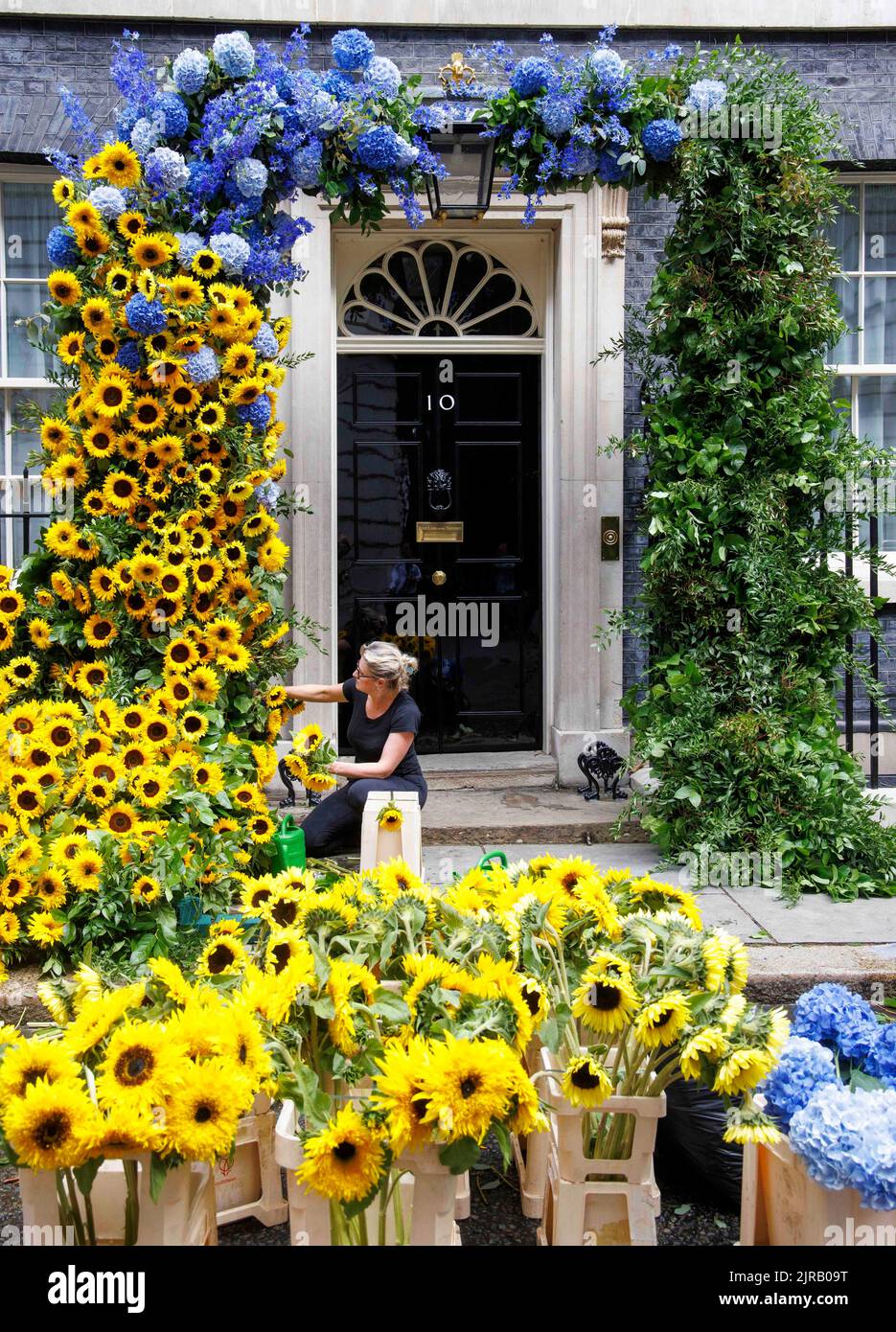 Londra, Regno Unito 23 ago 2022The i ritocchi finali sono messi sull'esposizione floreale al numero 10 Downing Street per segnare il giorno di indipendenza per l'Ucraina che è domani, 24th agosto. Credit: Notizie dal vivo di Mark Thomas/Alamy Foto Stock