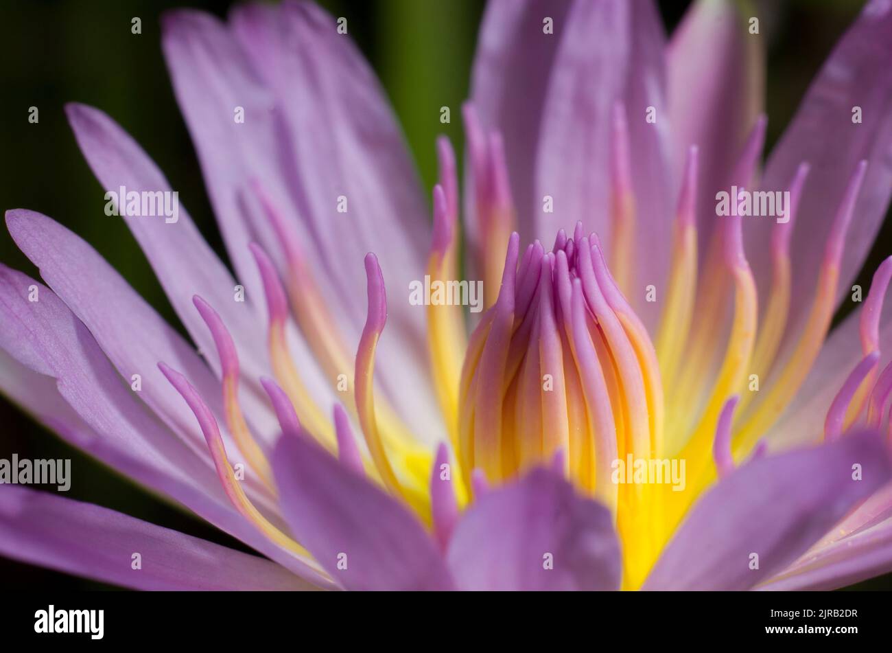 Un primo piano di petali viola di fiori di loto Foto Stock