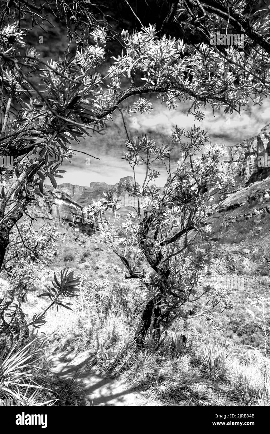 Vista in bianco e nero di due Protea comuni, Protea caffra, apparentemente formando un gateway su un piccolo sentiero escursionistico Foto Stock