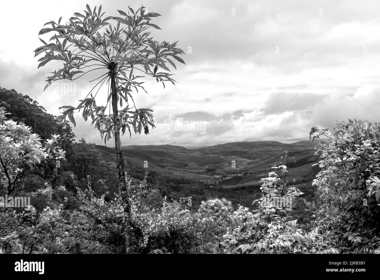 Un unico albero di cavolo grigio che si insaporisce, in bianco e nero, con una valle isolata sullo sfondo, in una giornata colma a Magoebaskloof, Sudafrica. Foto Stock