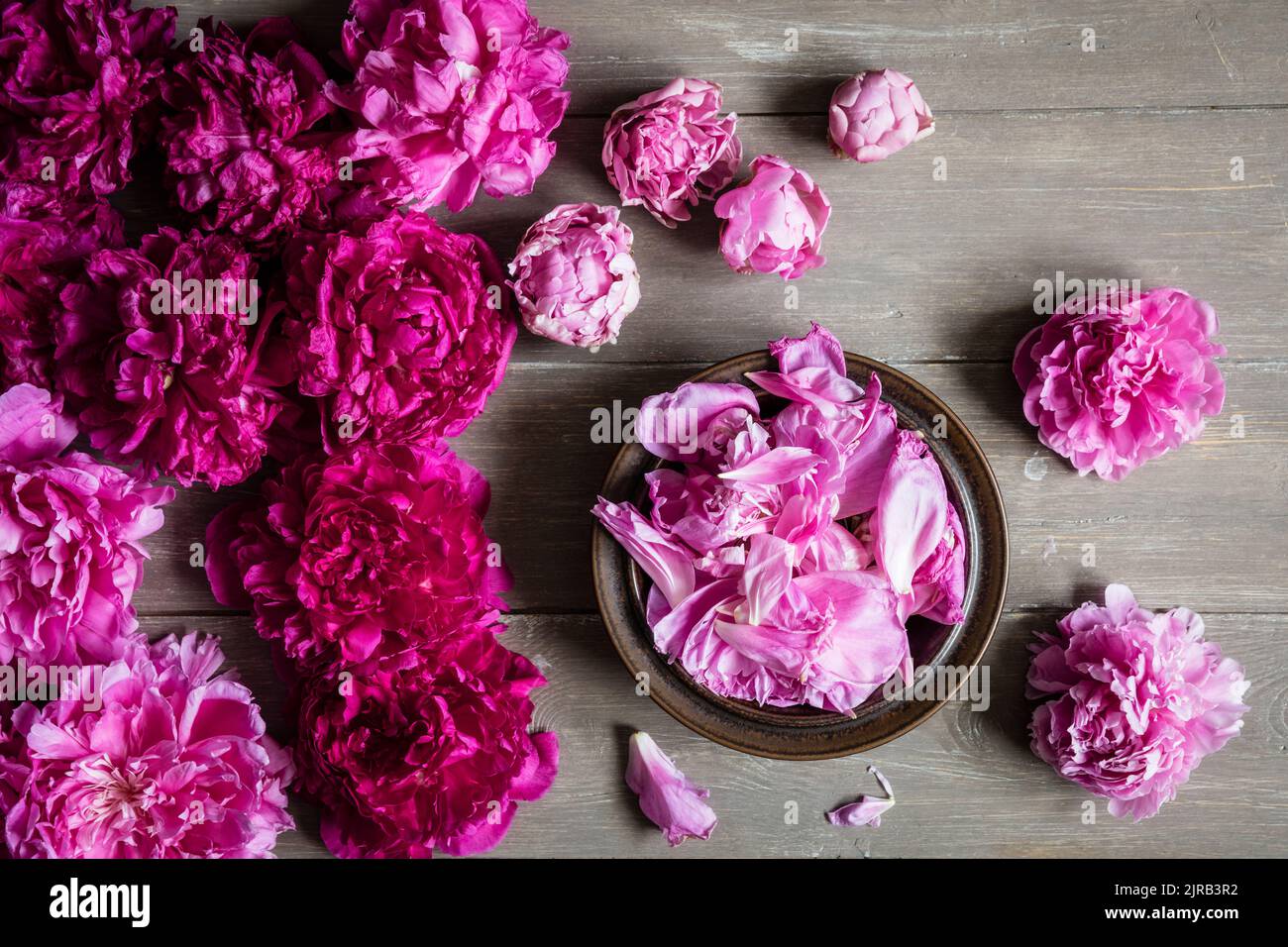Studio shot di teste di fiori di peonia fioritura rosa giacente su sfondo di legno Foto Stock