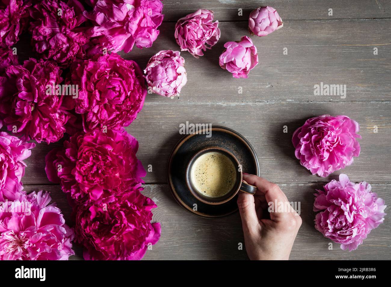 Mano di donna che raccoglie la tazza di caffè circondata da teste di fiori di peonia fioritura rosa Foto Stock